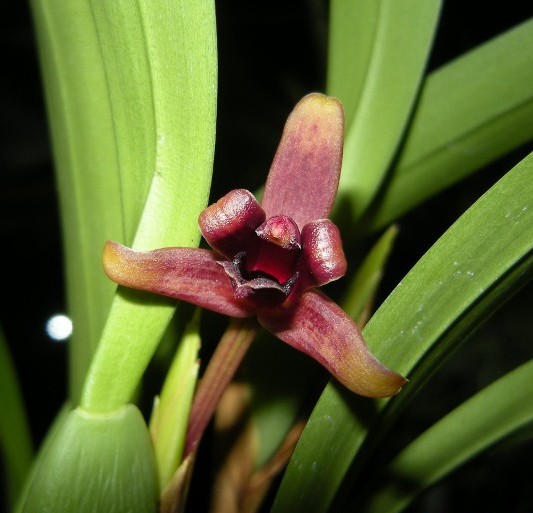 Maxillaria variabilis Bateman ex Lindl. 1837